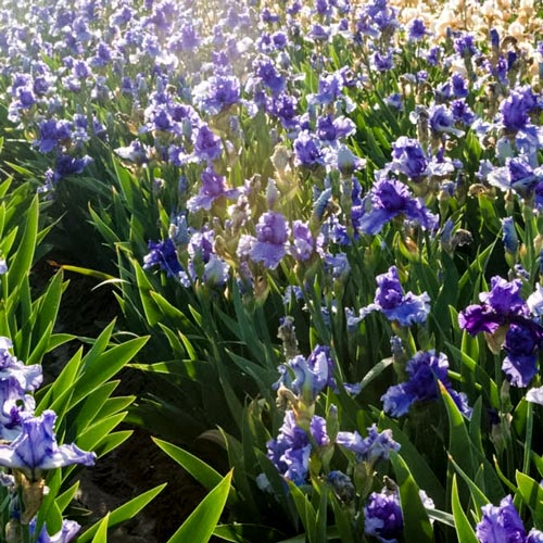 Breck's Blue Victoria Falls Reblooming Iris Perennial Plant in 1-Pack  Bareroot in the Perennials department at