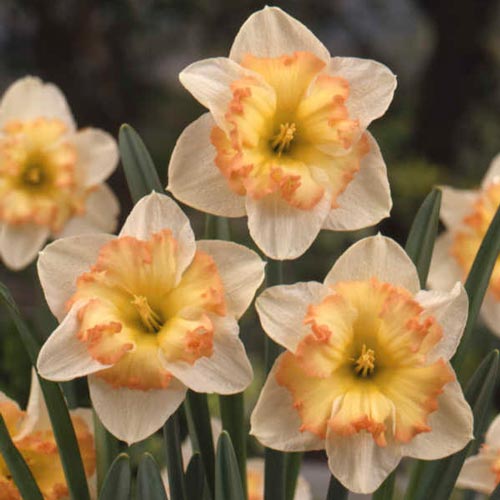 Crystal Colors Daffodil Petal Dust-DUS132