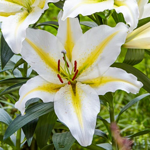 Oriental Lily Baferrari | K. van Bourgondien