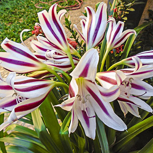 CHOICE blooming-size bulb large Stars & Stripes Crinum Lily 
