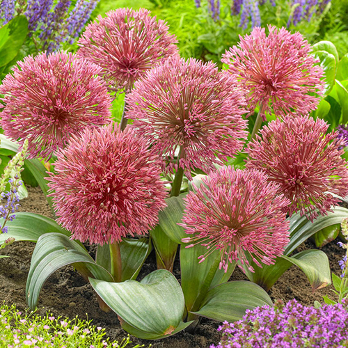 Allium nevskianum Bulbs Online | Bourgondien van K