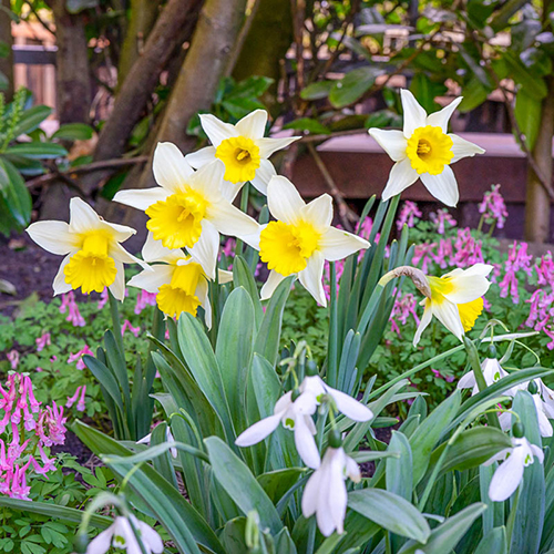 Gigantic Star Large Cupped Daffodil Bulbs, Narcissus