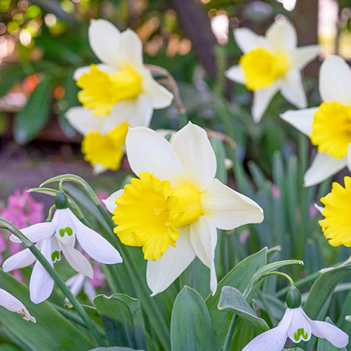 Gigantic Star Large Cupped Daffodil Bulbs, Narcissus