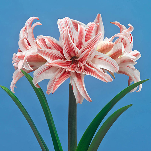 Buy Doublet Amaryllis Bulbs K. van Bourgondien Wholesale