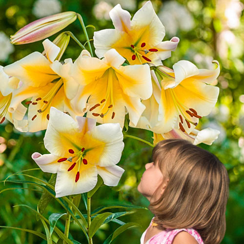 Miss Peculiar Giant Hybrid Lily