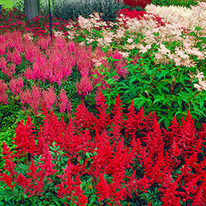 How to Grow Astilbe