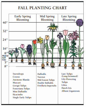 Fall Planting Chart