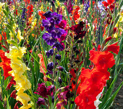 Gladiolus Bulbs