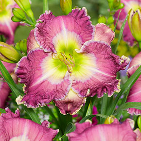 Ring the Bells of Heaven Daylily
