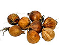 Iris Bulbs & Rhizomes