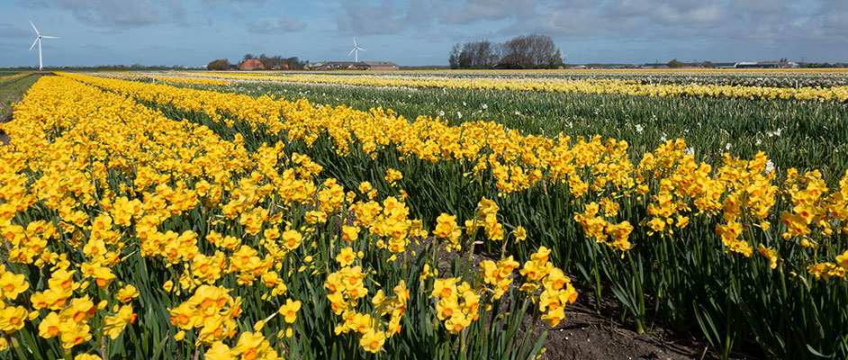 Narcissus Fields