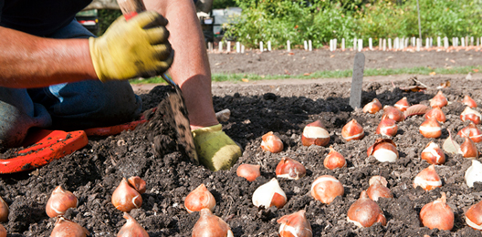 Planting and Care of Bulbs