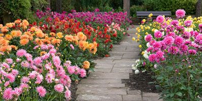 Planting, Caring and Growing Dahlias