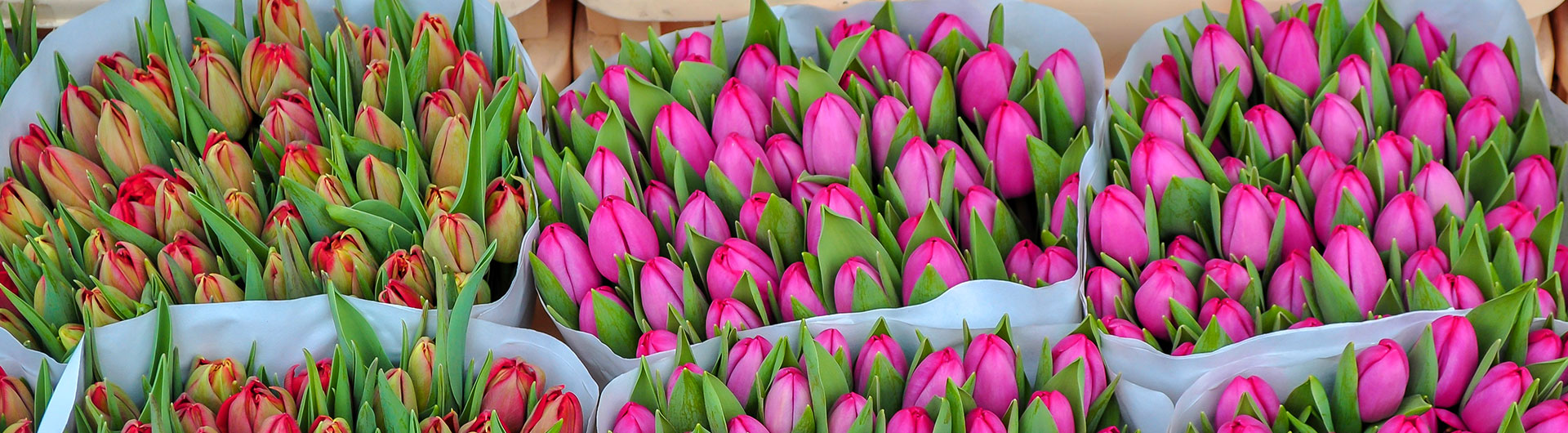 Wholesale Bulb & Flower Distributor for Resellers