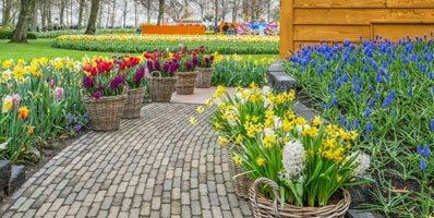 How to Plant Spring-Blooming Bulbs in Containers