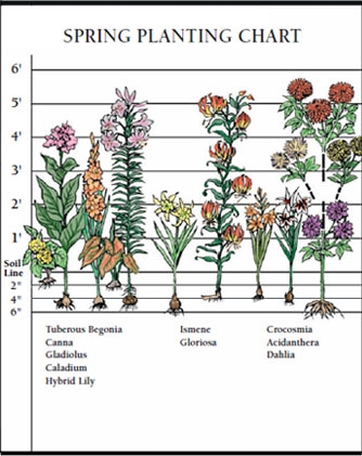 Spring Bulb Bloom Time Chart
