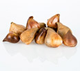 Tulip Bulbs & Flowers