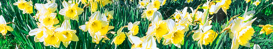Daffodil videos