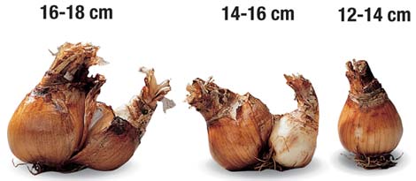 Daffodil Bulb Sizes