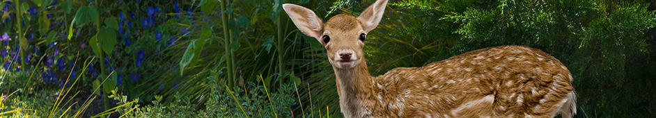 Deer Resistant videos