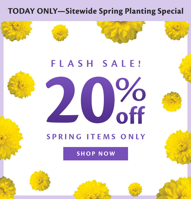 20% off spring items