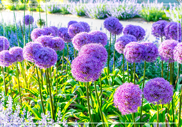 3 reasons why we recommend planting alliums this fall - Dutch Bulbs