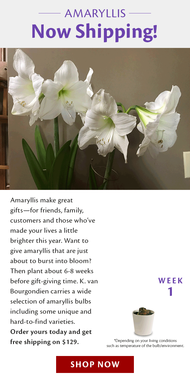 Big news! Amaryllis bulbs are now shipping 😊 Dutch Bulbs