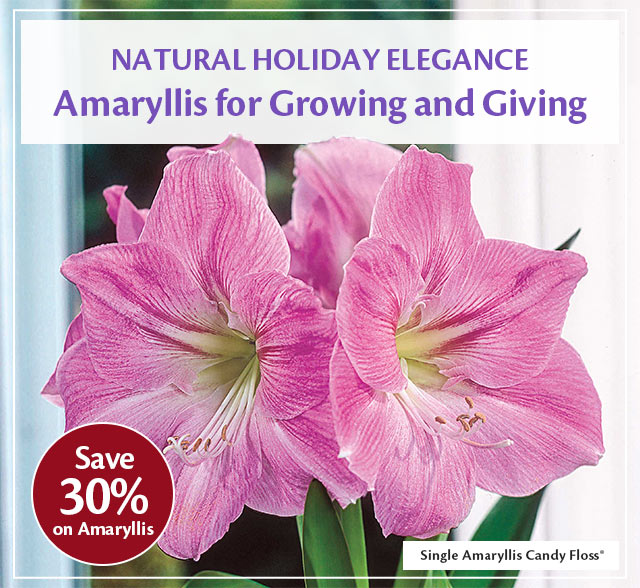 Brighten Your Holidays – Amaryllis Savings Inside - Dutch Bulbs