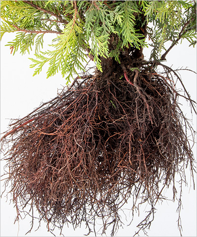 shrub root