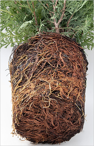 shrub root