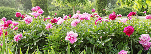 Browse Peonies Bulbs For Sale K Van Bourgondien