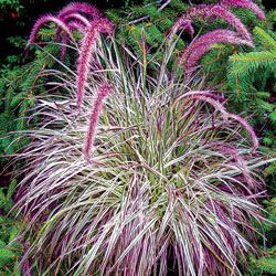 Ornamental Grasses