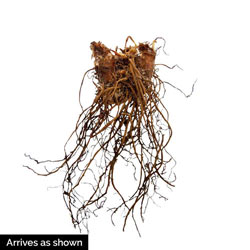 Ostrich Fern Astilbe