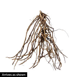 Tall Phlox Mix Super Bag
