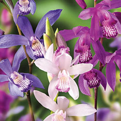 Mixed Hardy Ground Orchids