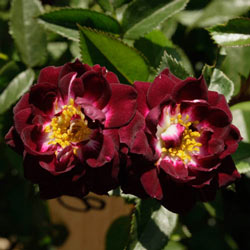 Diamond Eyes™ Miniature Rose