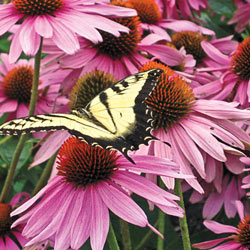 A butterfly rests on an everblooming purple coneflower. 