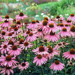 A cluster of purple coneflowers.