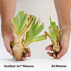 Harvest Of Memories KickStart™ Reblooming Iris