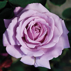 Love Song™ Floribunda Rose