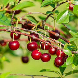 Romeo™ Dwarf Cherry 