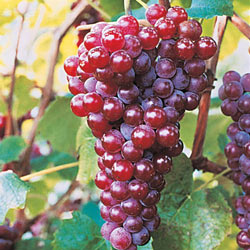 Red Canadice Seedless Grapes