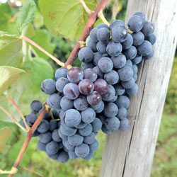 Blue Concord Seedless Grapes