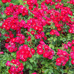 Champlain Shrub Rose