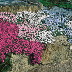 Pink Carpet Phlox