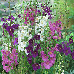 Verbascum Mix