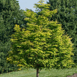 Amber Glow™ Metasequoia