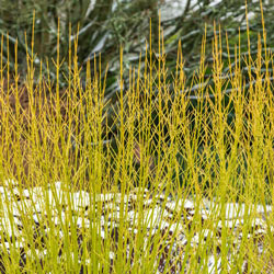 Yellow Twig Dogwood Hedge