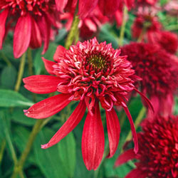 Cranberry Double Coneflower