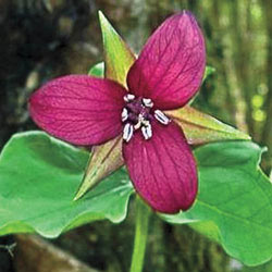 Red Trillium
